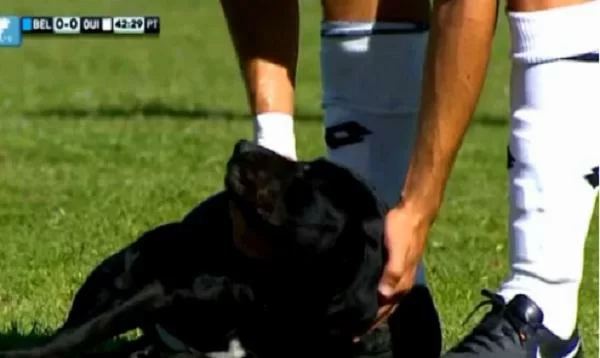 VIDEO – Cane invade il campo e “chiede” le coccole ai calciatori…