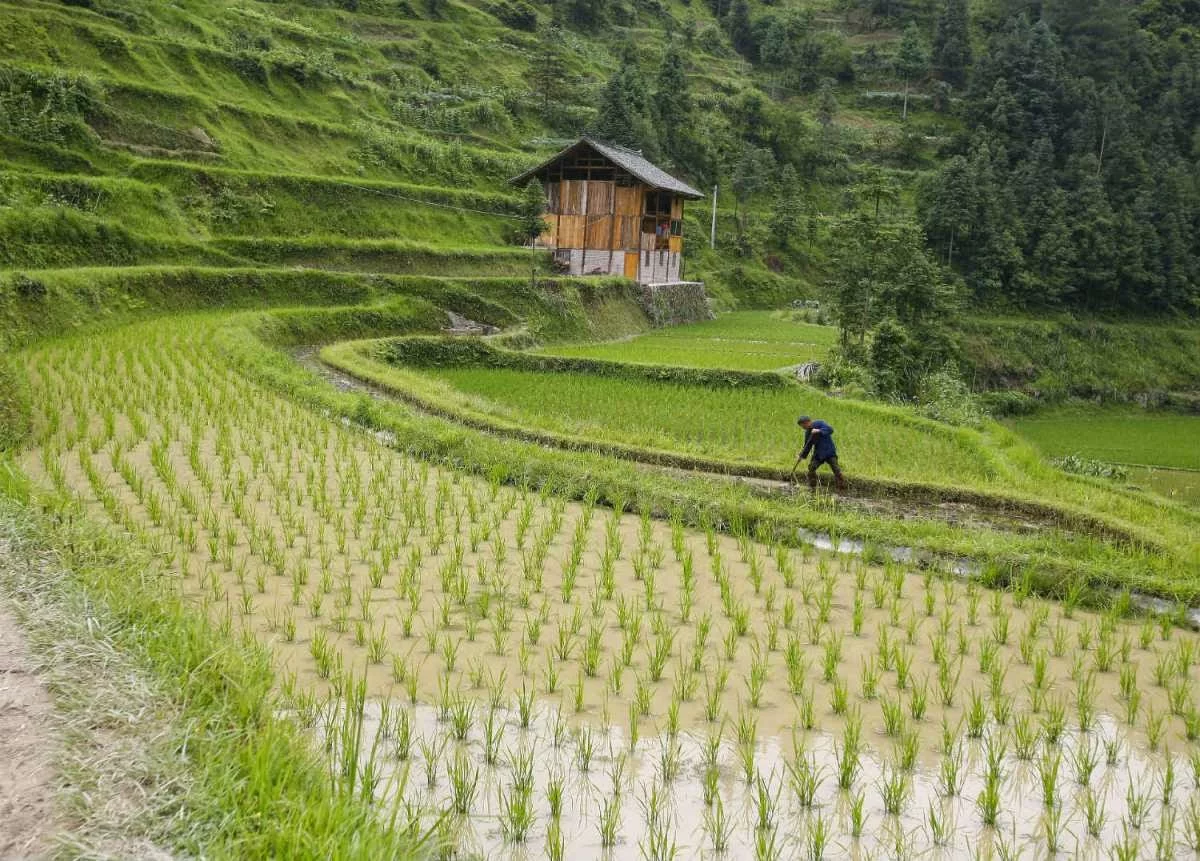 Qui Cina, presto il riso che cresce nell’acqua salata?